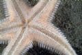 Astropecten jonstoni